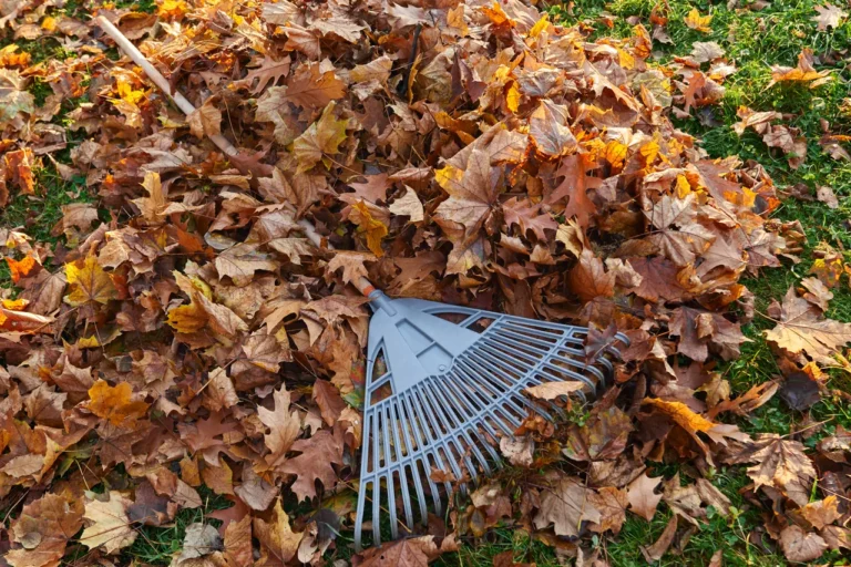 A leaf rake resting in a deep pile of fallen autumn leaves on a North Texas lawn