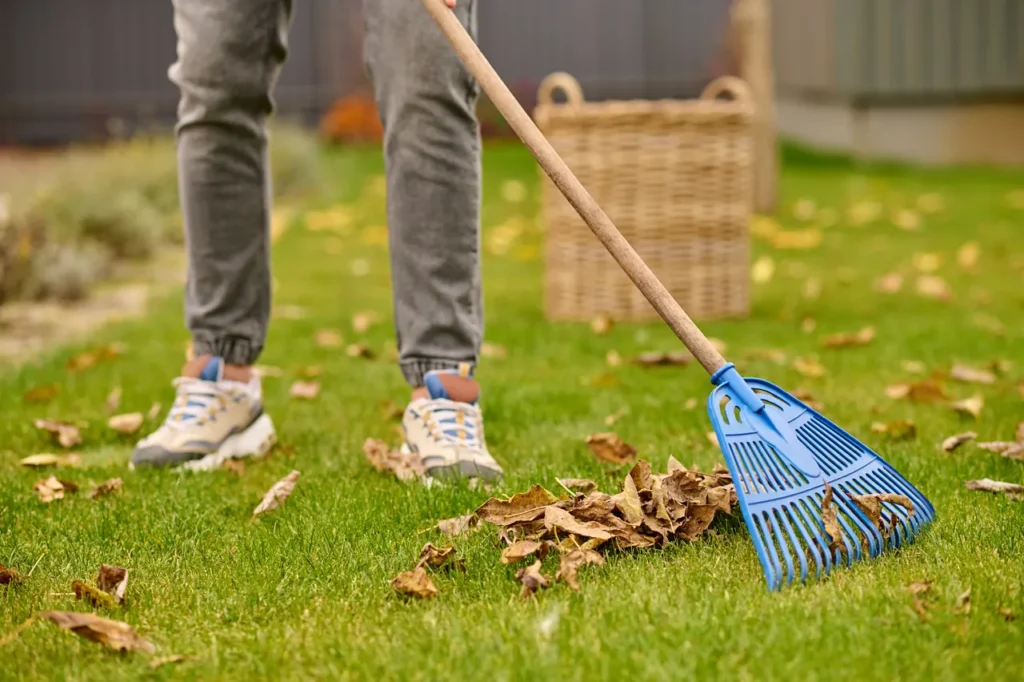 Raking fallen leaves off a green lawn into a pile during a fall cleanup